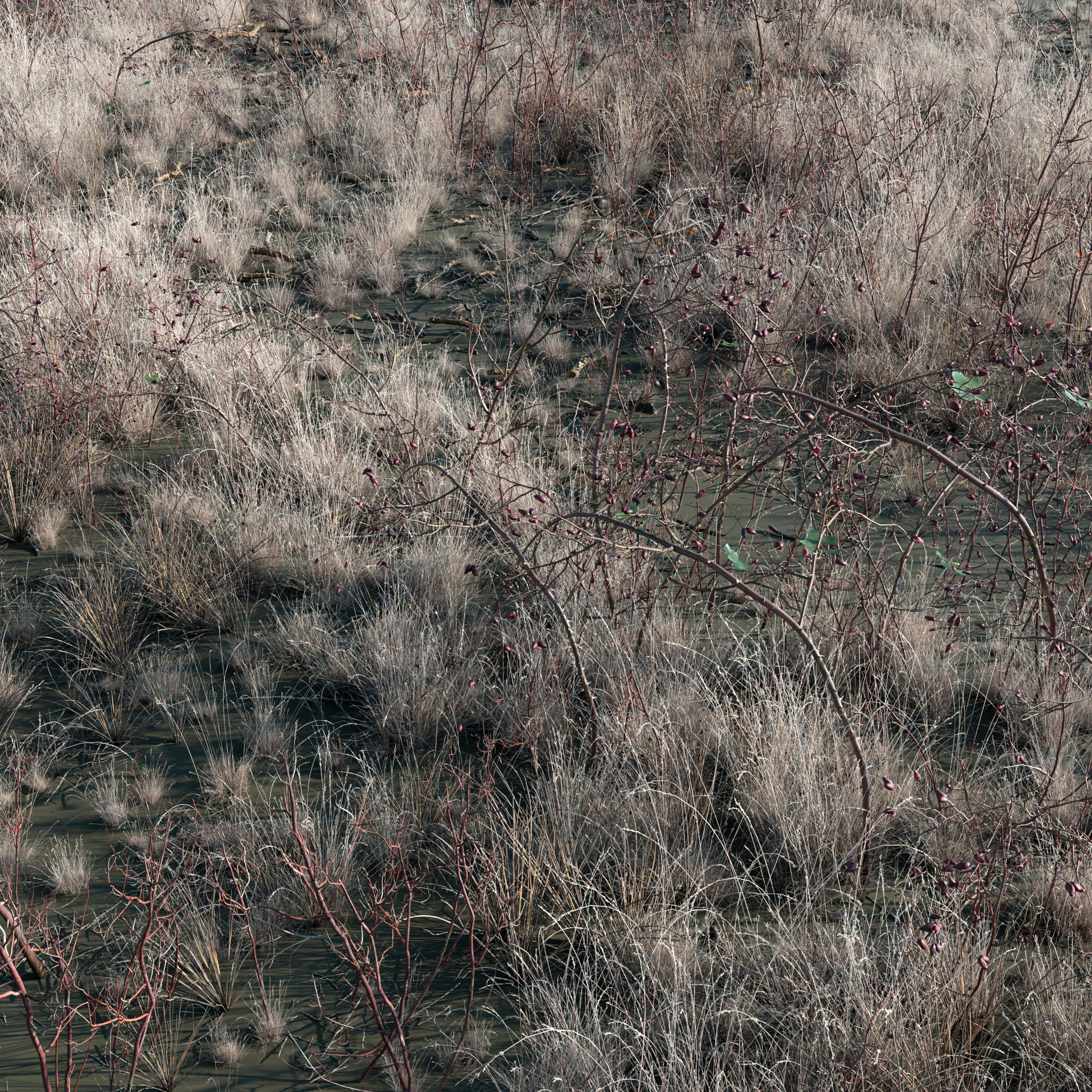 Wasteland